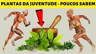 4 Plantas da Juventude Que Irão Aumentar a Sua Produção de Colágeno e Auxiliar no Ganho de Memória!