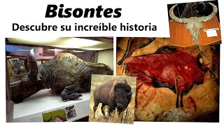 La increíble historia de los bisontes: de Altamira a las grandes llanuras