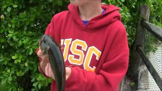 Bassin with Topwater and Soft Plastics