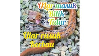 #ULAR #DANGEROUS SERAM ULAR RUSUK KERBAU MASOK BILIK TIDUR