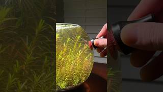 Cleaning aquarium glass with the perfect tool