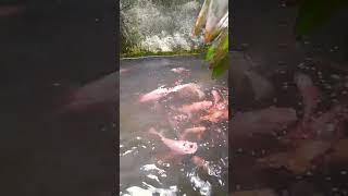 Semoga ikan piaraan beranak lagi #shorts