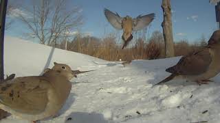 Mourning Doves