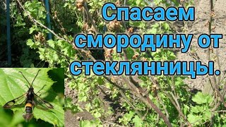 Спасаем смородину от стеклянницы