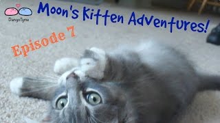 Moon's Kitten Adventures - Episode 7