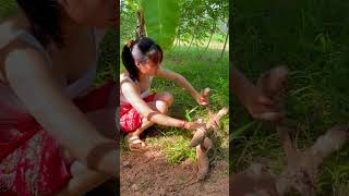 Pretty Chef Find Cassava for Cooking #5 #shorts