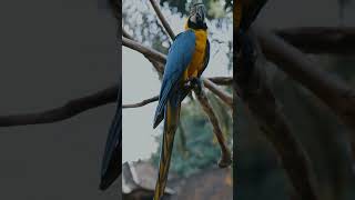 Wildlife shorts video for entertainment #shorts #ytshorts #wildlife #bird #nature #animal