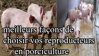 Meilleur stratégie de choisir les bons reproducteurs en porciculture