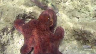 Octopussen in de Rode Zee