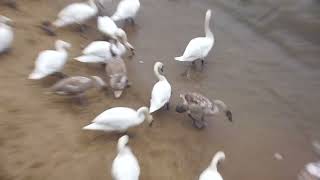 Mute Swans Cygnus Olor, Geese and Ducks, Bankside, South Bank, Borough of Southwark, London, SE1 9TG