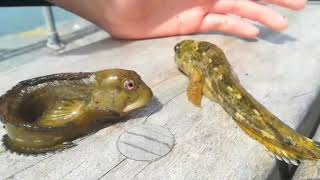 Crab Fishing... 30+ Shore Crabs and Common Blennies