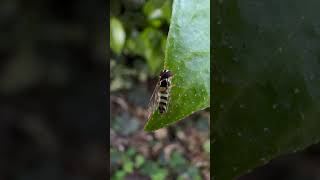 Tiny Beings.       #photography #videography #nature #naturephotography #outdoorphotography