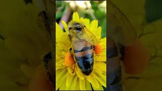 How Bees Collect Nectar from Dandelion: World in Super Macro