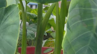 Karkalo,taro plants #fresh #organic #vegetables #vegetarian #foodblogger #foodlover #fodies #enjoy