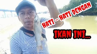 Mancing di sungai #part2 || hati - hati pemancing jika dapat ikan ini.