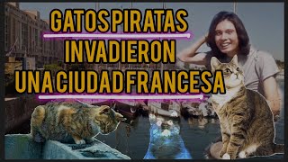 gatos piratas invadieron una ciudad francesa