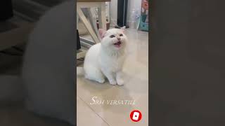 🐱 Funny cat videos #shorts 2022 | cute cats | Try not to laugh | Baby Cats  Compilation 73  🐈