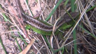 With a Flipcamera and a magnifying glass (for the second time with better results). Two Lizards