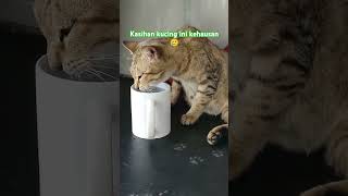 NASIB KUCING YATIM PIATU