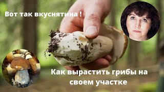 Как вырастить грибы на участке. Вот так вкуснятина !