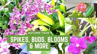 FULL ORCHID TOUR!! Dozens of April Spikes & Blooms // Destructive Dendrobium Beetles