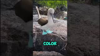 The blue-footed booby