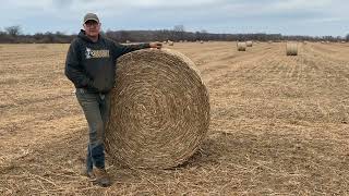 First Year Switchgrass Seeding Yields 1.4 ton/acre of Dry Cow Feed