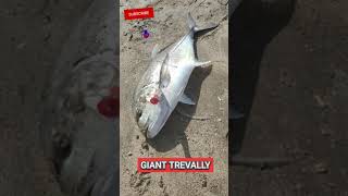 GIANT TREVALLY | POPPING