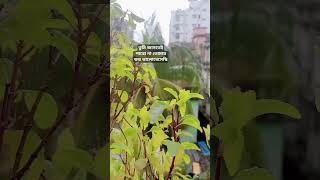 #shorts #youtubeshorts #rainyday #rain #weather #viralvideo #viralsong #video #youtube #mahtimshakib