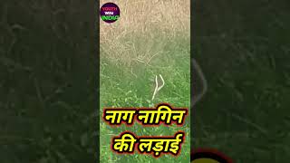 SHORT VIDEO | Snake fight | सांप की लडाई | #shorts #youthwinindia