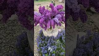 Beautiful Lilac bouquet for Mother's day#farmlife #flowers #garden #organicfarming #flowersgarden