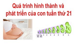 Quá trình hình thành và phát triển của con tuần thứ 21