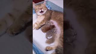 Happy mom cat laughs while feeding the kittens 😸 #shorts #happycats #cat #kittens #kitty #funnycats