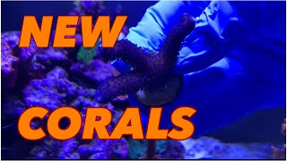 NEW CORALS added