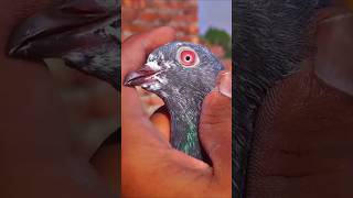 Eye check kro #kabutar #pigeon #youtubeshorts #shorts