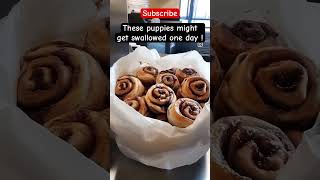 These puppies look yummy 😋 #youtube #funny #trending #fyp #viralvideo