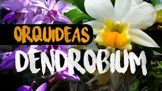 Orquídeas Dendrobium | Finca Dracula