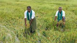 திருவோணம்: அறுவடைக்கு தயாராகயிருந்த ஆயிரம் ஏக்கர் நெற்பயிர் மழைநீரில் மூழ்கியதால் விவசாயிகள் வேதனை