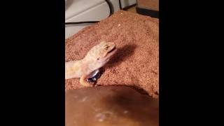 Gecko Leopard Albinos Tremper Tangerine Eating A big Goliath!