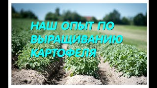 Наш опыт по выращиванию картофеля