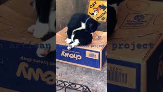 rose the cat with her grooming skills on top a chewy shipping box #felines #videoshort