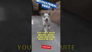 Before You Get a Dog, You Can't Imagine What It's Like | Dog Motivational video ❤️ #shorts