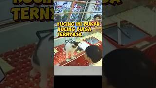 Sepertinya Kucing Ini Bos Emas