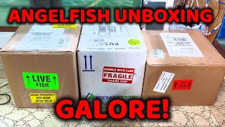 Angelfish Unboxing Galore