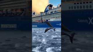 "Spectacular! The Sea is Partying: Thousands of Fish Jump Near the Ship!"#adventure #fish