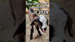 Cute Famous Goat! #voice#shortsvideo #babygoat