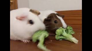 Guinea Pigs bonk