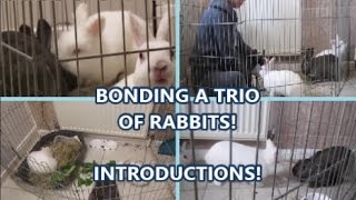 Bonding my Trio | Part 1 - INTRODUCTIONS