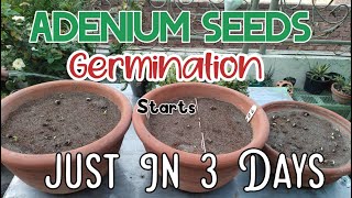 Adenium Seeds | How to grow Adenium seeds business secret |  Germination in just  3 days urdu/hindi