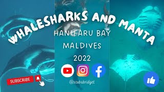 MALDIVES - BAA ATOLL - HANIFARU BAY - WHALE SHARKS AND MANTA